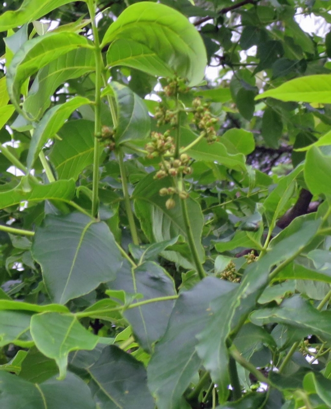 f:id:atarou:20140619065253j:image