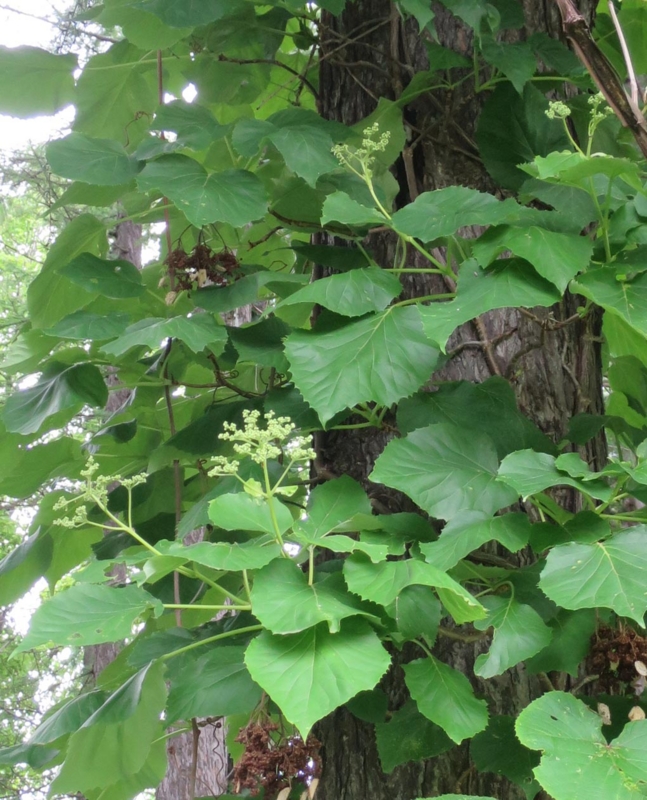 f:id:atarou:20140620061554j:image