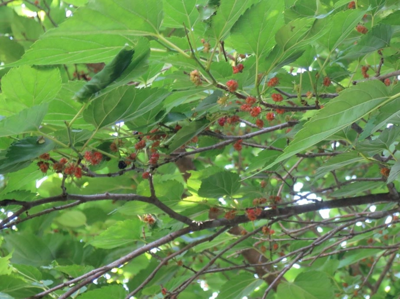 f:id:atarou:20140622180728j:image