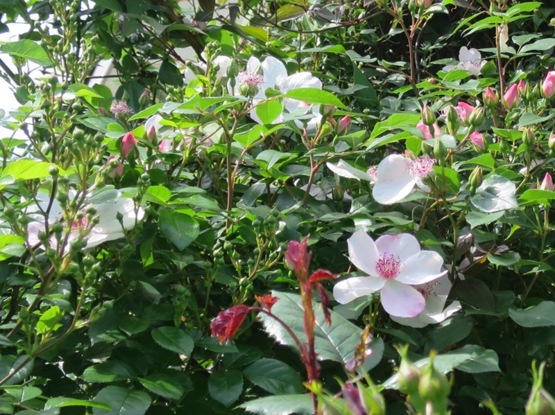 f:id:atarou:20140623063533j:image