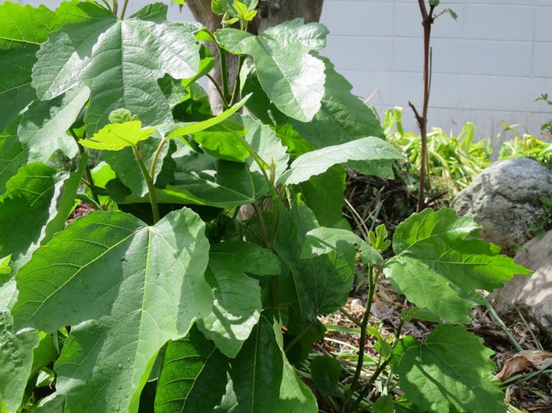 f:id:atarou:20140629061248j:image