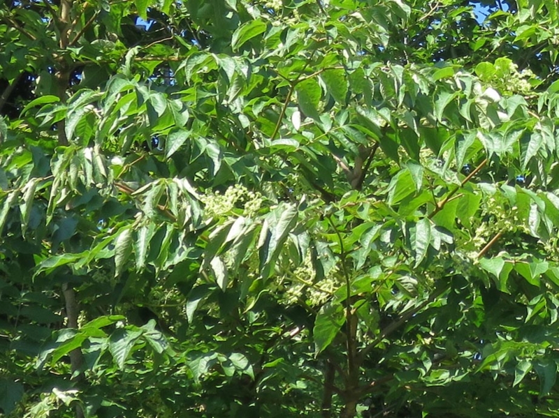 f:id:atarou:20140817063451j:image