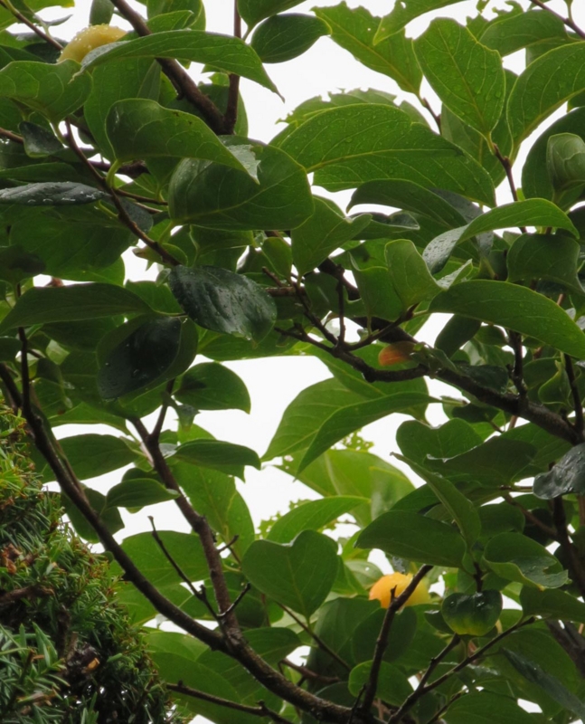 f:id:atarou:20141005055346j:image f:id:atarou:20141005055346j:image