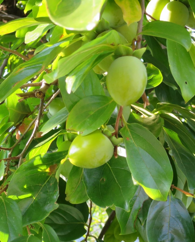 f:id:atarou:20141010054915j:image