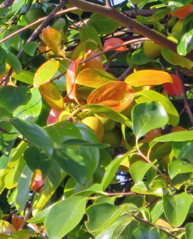 f:id:atarou:20141010061217j:image