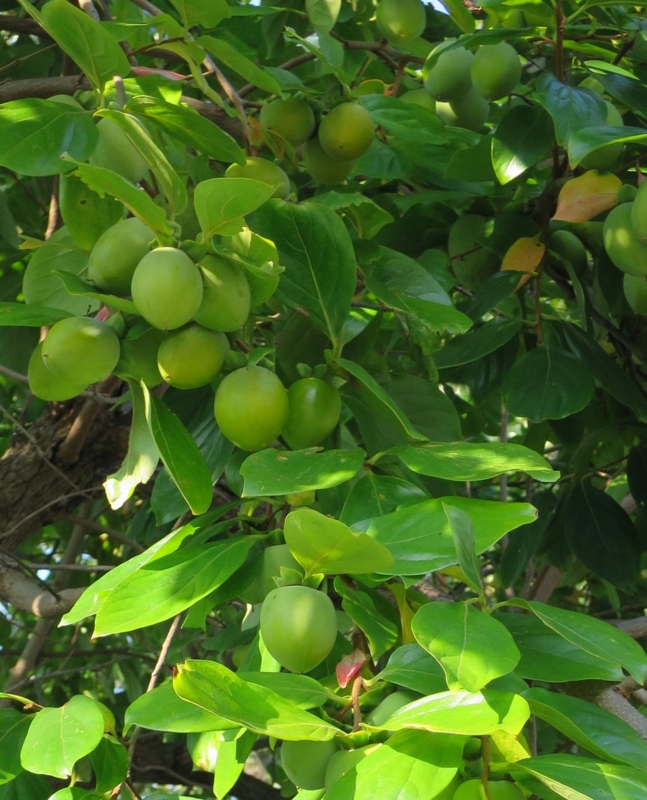 f:id:atarou:20141010061220j:image
