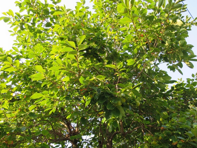 f:id:atarou:20141010061222j:image