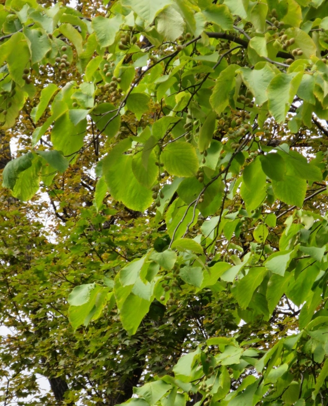 f:id:atarou:20141014070920j:image