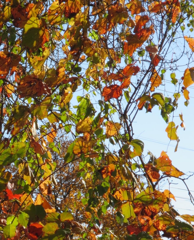 f:id:atarou:20141016063055j:image