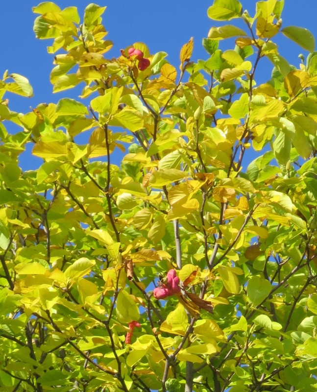 f:id:atarou:20141016065143j:image