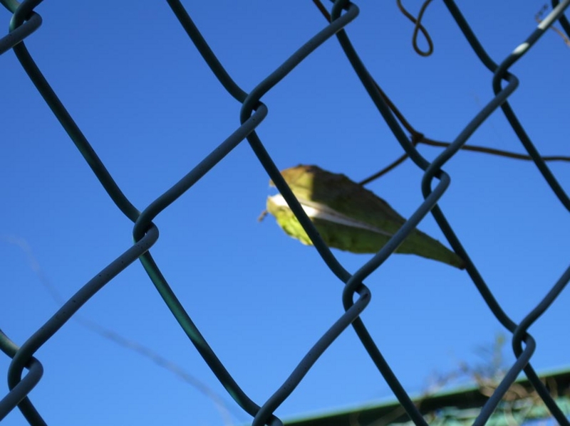 f:id:atarou:20141016065149j:image