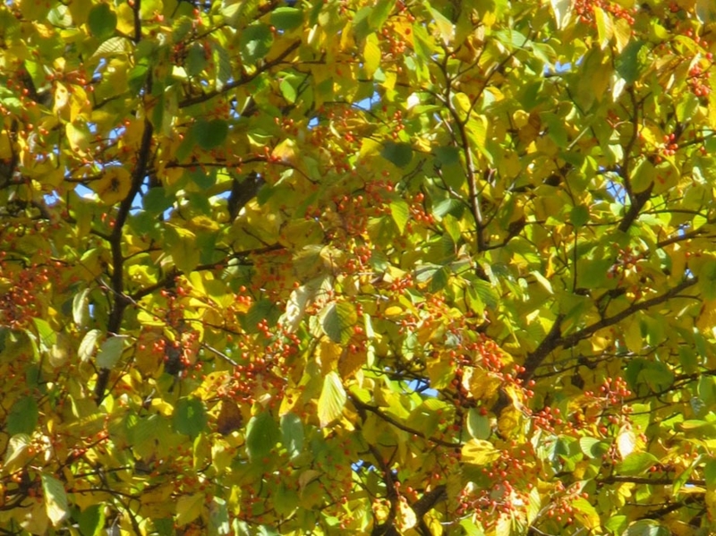 f:id:atarou:20141016070643j:image
