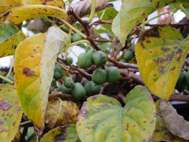 f:id:atarou:20141021082631j:image