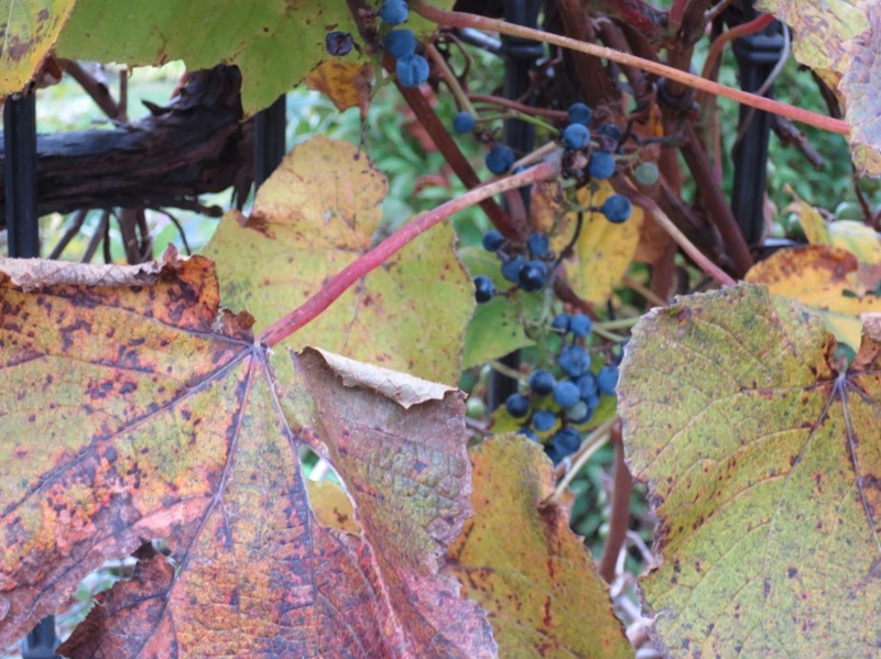 f:id:atarou:20141021082635j:image