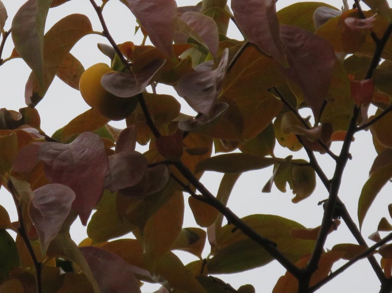 f:id:atarou:20141021083858j:image