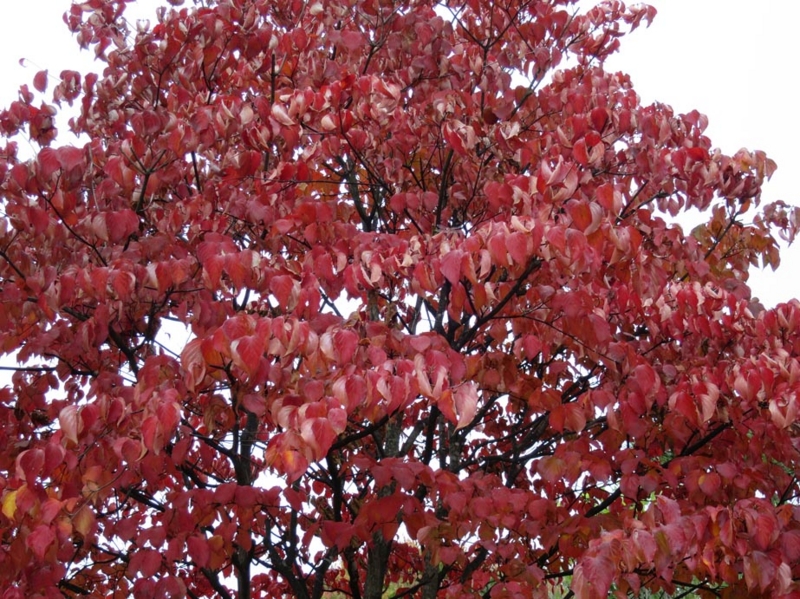 f:id:atarou:20141021083900j:image