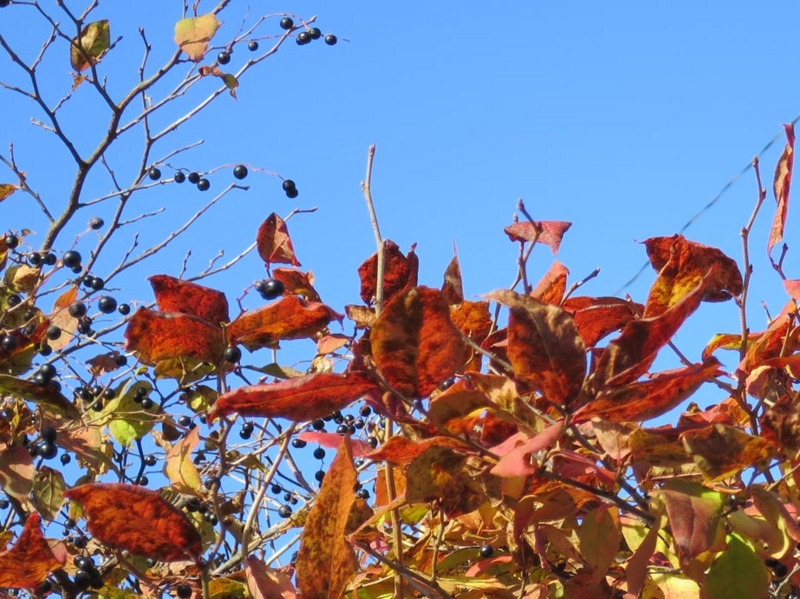 f:id:atarou:20141023061542j:image