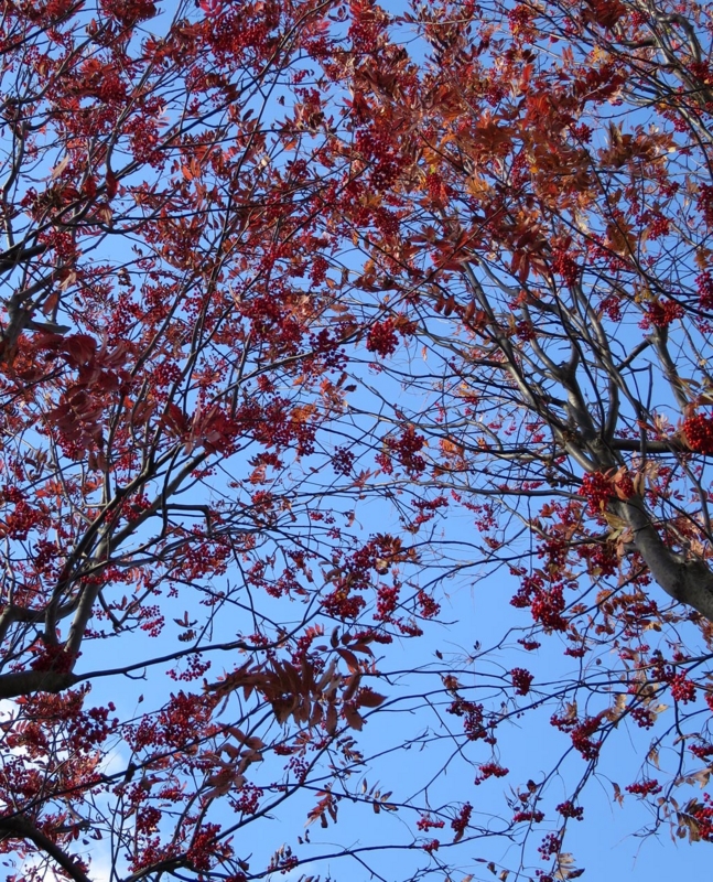 f:id:atarou:20141023061546j:image