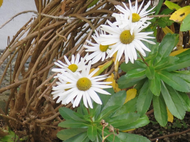 f:id:atarou:20141023062810j:image