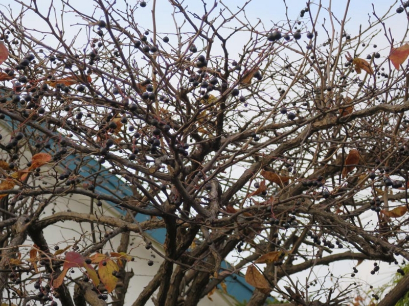 f:id:atarou:20141101062539j:image