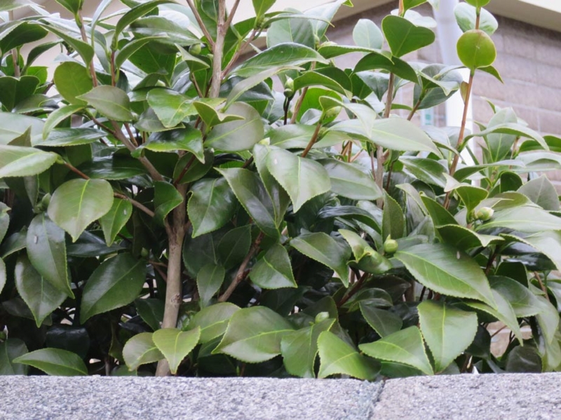 f:id:atarou:20141102064545j:image
