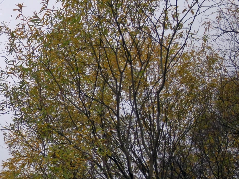 f:id:atarou:20141103064554j:image
