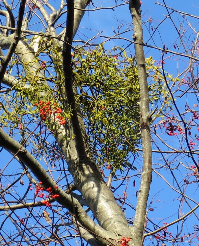 f:id:atarou:20141104061059j:image f:id:atarou:20141104061059j:image