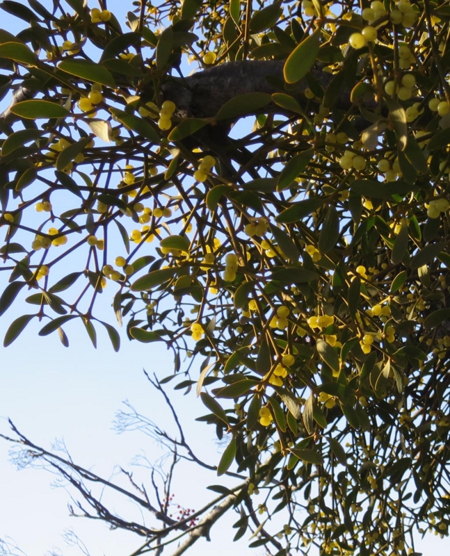 f:id:atarou:20141105063029j:image