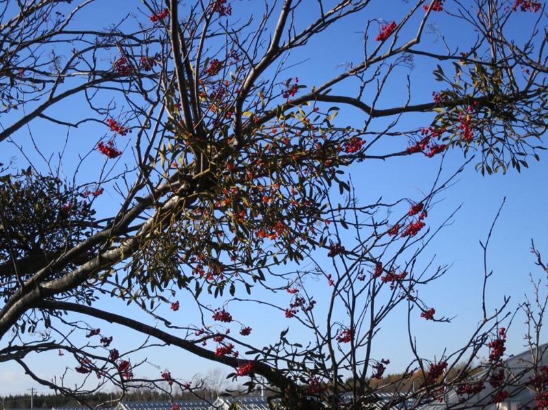 f:id:atarou:20141105070221j:image