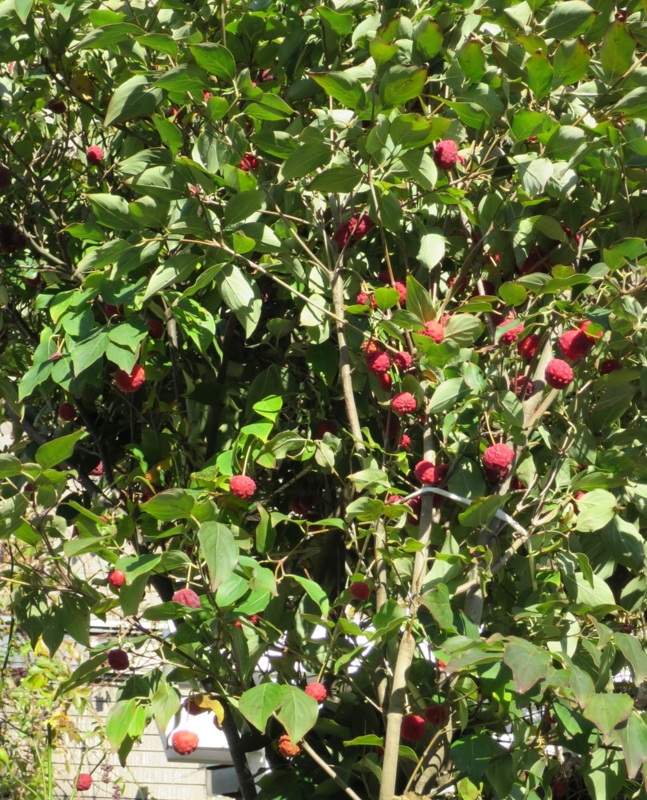 f:id:atarou:20141106065607j:image