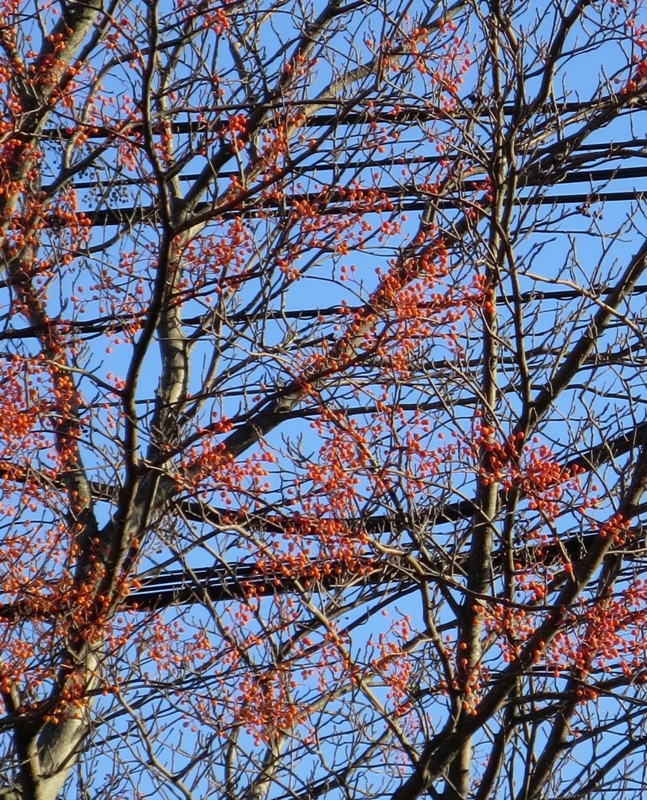 f:id:atarou:20141106070512j:image