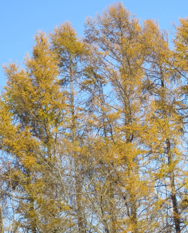 f:id:atarou:20141106070514j:image