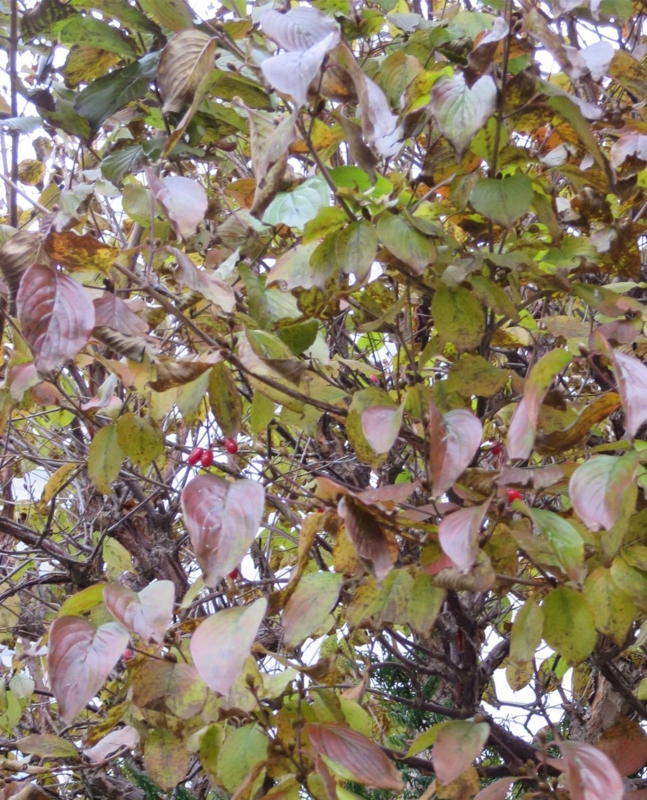 f:id:atarou:20141107064340j:image