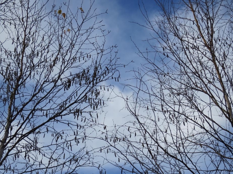 f:id:atarou:20141112065920j:image