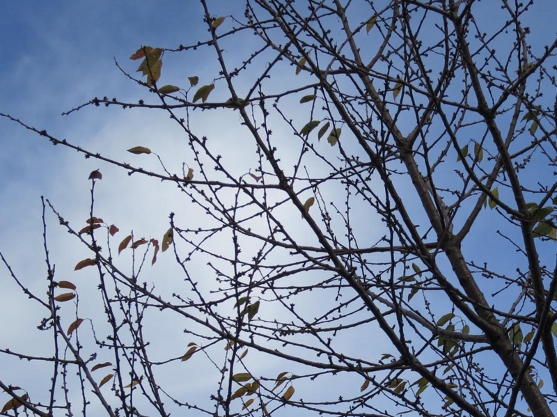 f:id:atarou:20141112070224j:image
