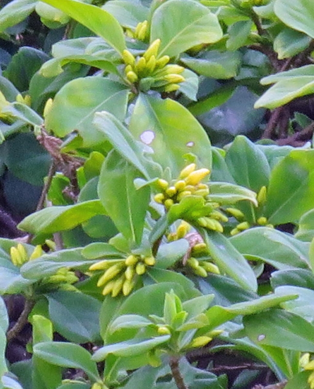 f:id:atarou:20141113062534j:image