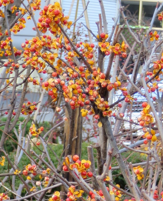 f:id:atarou:20141114062907j:image