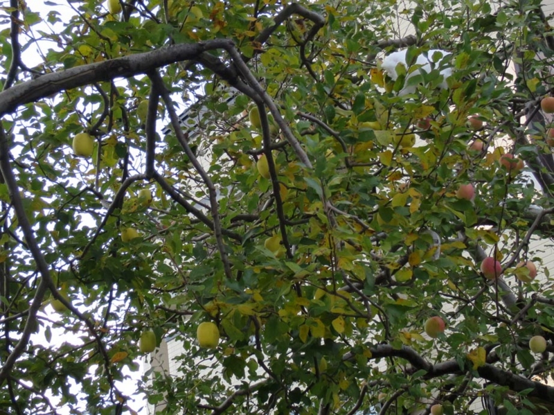 f:id:atarou:20141117055903j:image