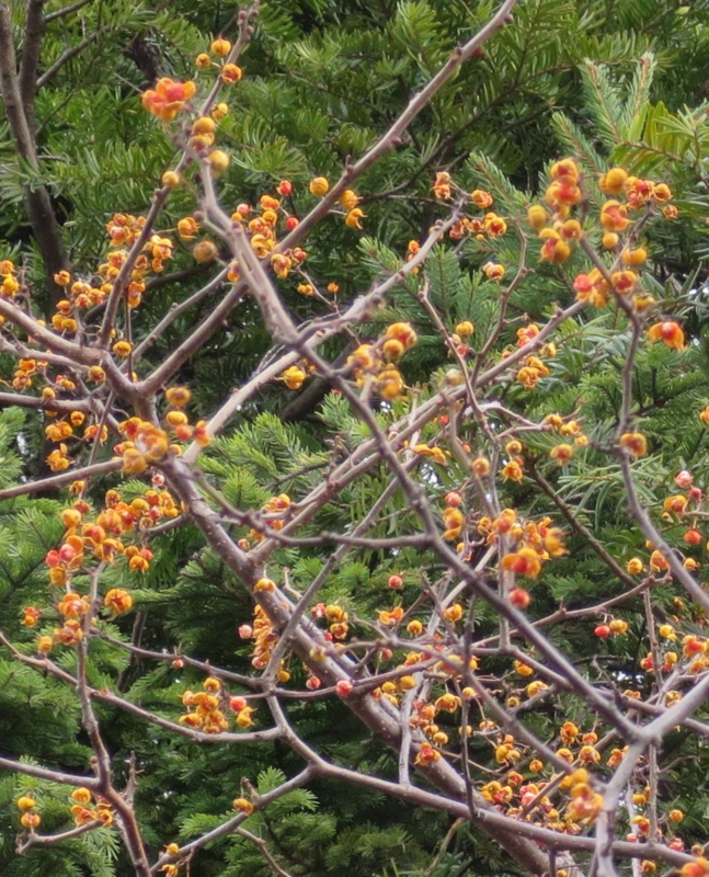 f:id:atarou:20141120065554j:image