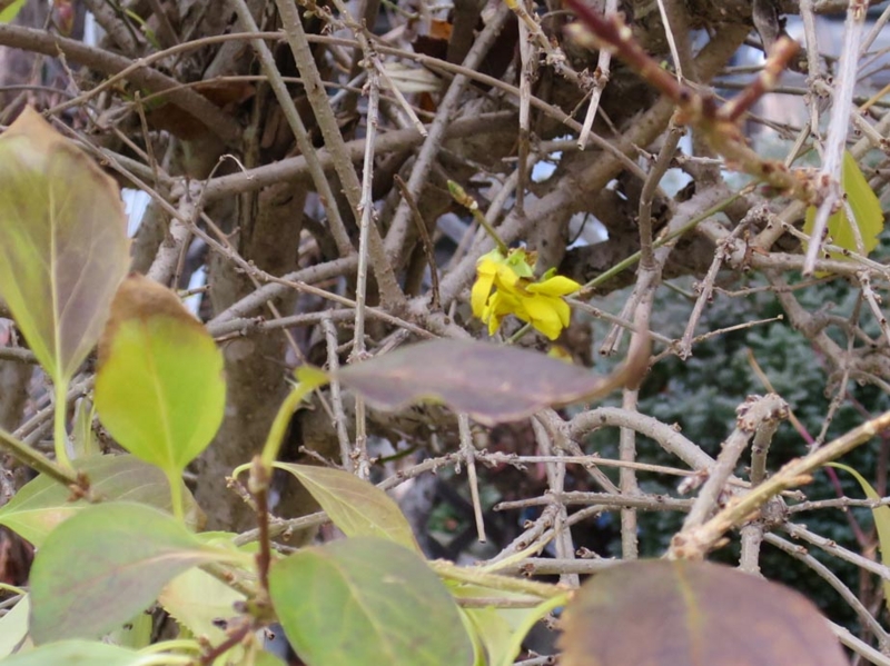 f:id:atarou:20141120065556j:image