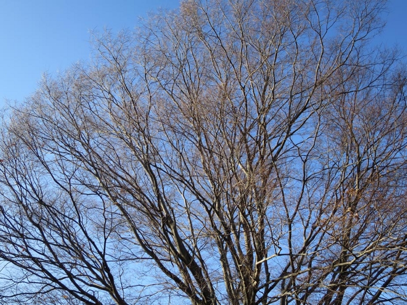 f:id:atarou:20141124090508j:image