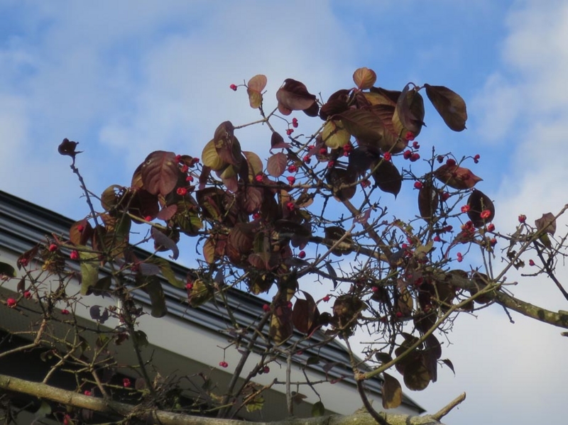 f:id:atarou:20141127092316j:image