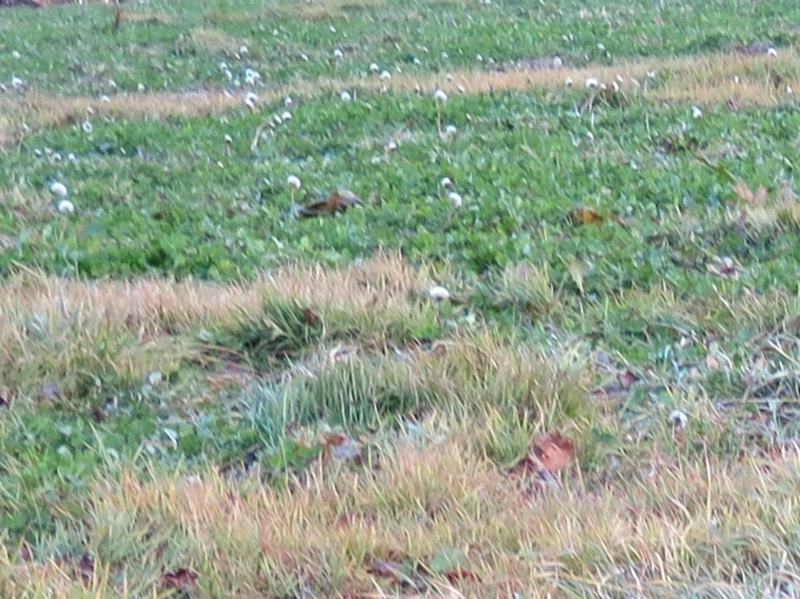 f:id:atarou:20141130072029j:image