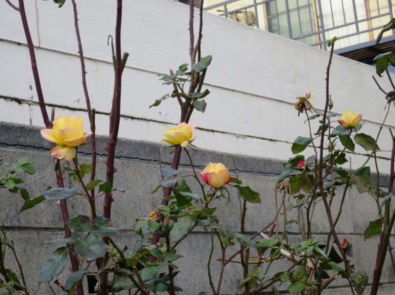 f:id:atarou:20141130072036j:image