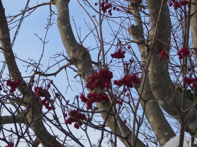 f:id:atarou:20141215084515j:image