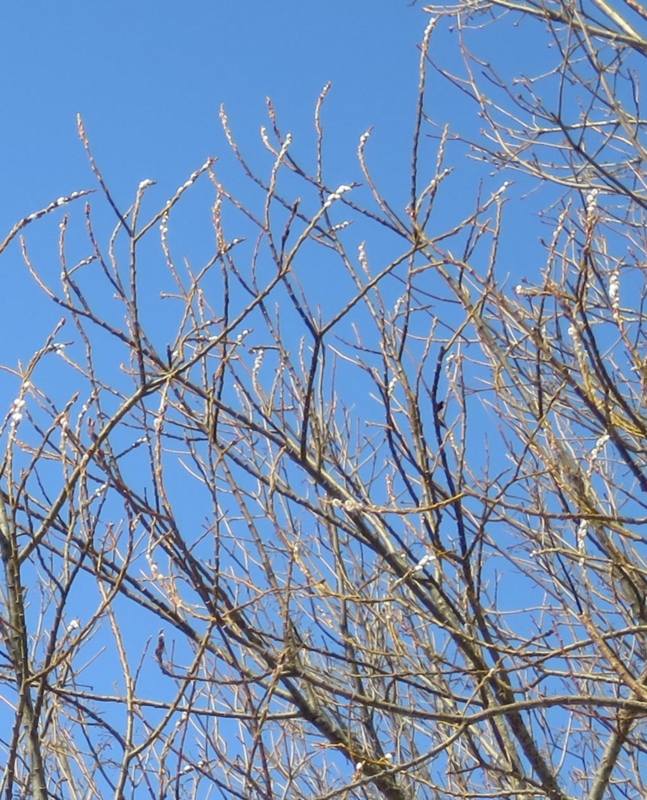 f:id:atarou:20150221063510j:image
