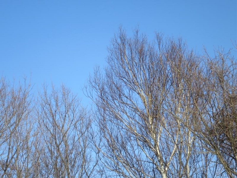 f:id:atarou:20150221065929j:image