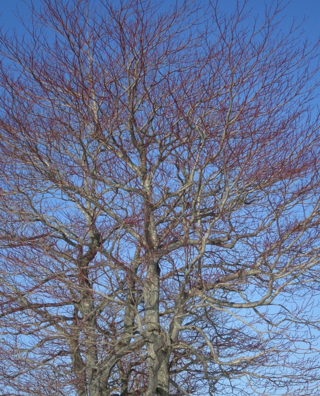 f:id:atarou:20150221065935j:image