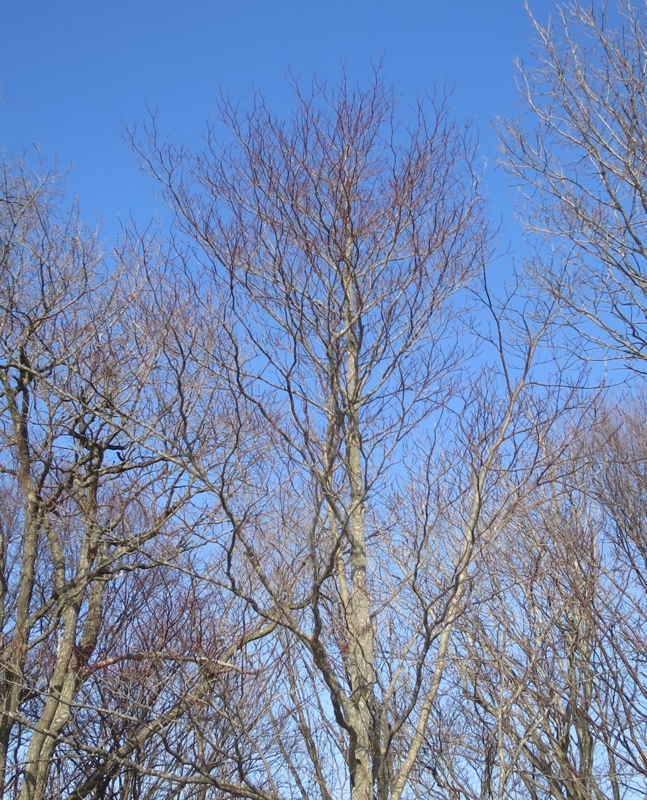 f:id:atarou:20150222083658j:image