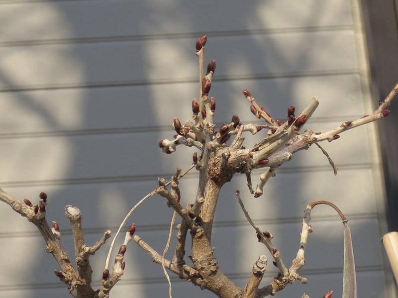 f:id:atarou:20150222090908j:image